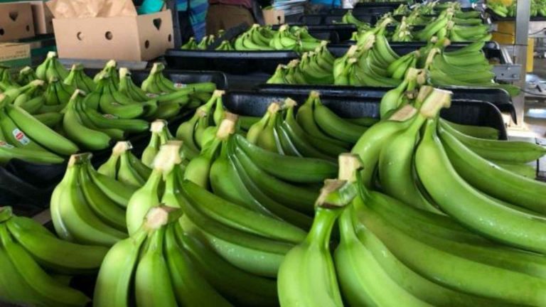 Pese a acuerdo por el precio del banano a $ 6,50 la caja, productores de El Oro reclaman por irregularidades en la fijación del valor FOB